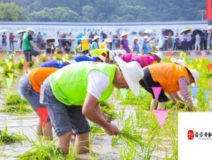 夫妻插秧 100 种方法：探索别样田园生活的艺术