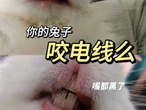 大兔子抖来抖去的搞笑瞬间：揭秘它们的可爱行为背后的科学原理