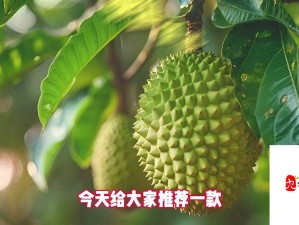 榴莲短视频 APP：畅享榴莲魅力的精彩世界