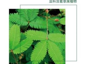 含羞草成年实验所：探索植物奥秘与科学创新的前沿阵地