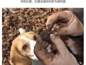 蘑菇黑料爆料：那些不为人知的背后真相与隐秘细节