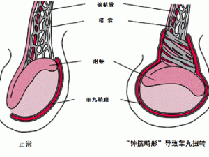 关于如何玩睾丸既无害又能带来痛感的安全方式探讨