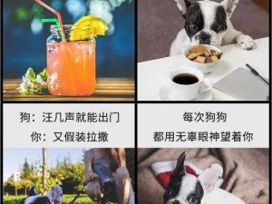 人狗胶配方大全狗狗使用：关于狗狗使用人狗胶配方的详细介绍及注意事项