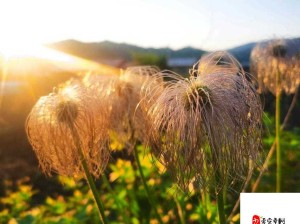 野花韩国高清免费神马百度：带你领略独特的影视魅力