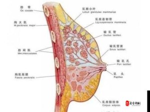 14 岁女生如何快速丰胸：青春期胸部发育的正确方法