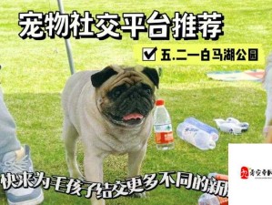 ZoomDog 最新版本：宠物社交与服务的创新平台