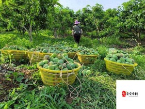 区3区4区产品乱码芒果相关问题探讨及解决建议