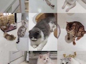 可爱的柚子猫：带给你欢乐和温暖的猫咪之星