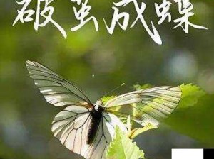 成年人 sss 的别样精彩人生故事：从平凡到非凡的蜕变历程