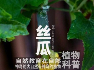 草莓丝瓜91天堂：探索自然与美味的完美结合，体验健康生活的独特魅力