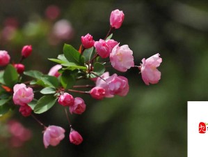 歌尽桃花：一段唯美动人的爱情传奇