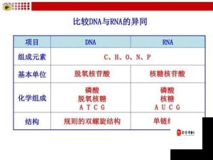 母亲与儿子的 DNA 究竟有何异同：从生物学角度解读血脉之谜