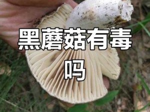 蘑菇黑料爆料事件视频：真相究竟如何