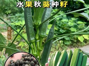 当水果与蔬菜碰撞：探索丝瓜秋葵草莓香蕉榴莲绿的奇妙世界