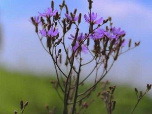 野花高清在线观看免费完整：带来极致视觉体验之旅