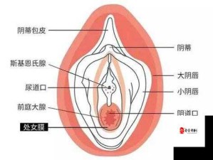 女性私处突出带有翅膀般奇特特征引发关注