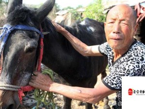 农村骡子配种是怎么回事？如何进行骡子配种？一文详解农村骡子配种全过程