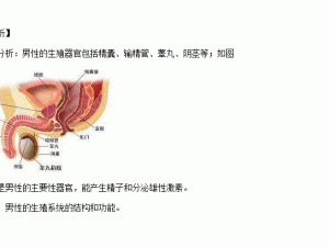 新鲜睾丸标本原件的研究与应用：医学教育与临床实践中的重要性探讨