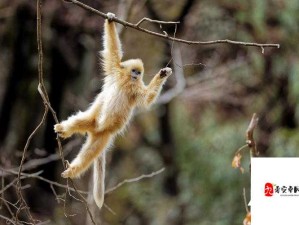 金丝猴下山串门：村民热情款待，尽显人与自然和谐之美