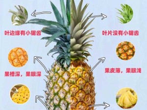 菠萝导航：如何在日常生活中巧妙利用菠萝导航提升效率与便利性？