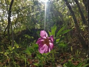 野花社区 WWW 三无限播放：畅享精彩无限的观影之旅