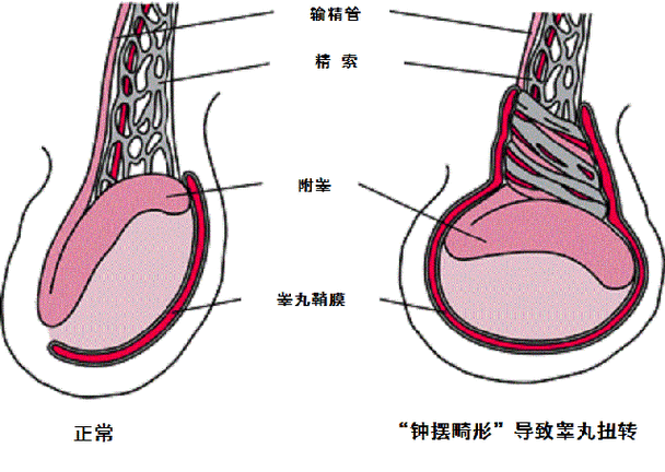 关于如何玩睾丸既无害又能带来痛感的安全方式探讨