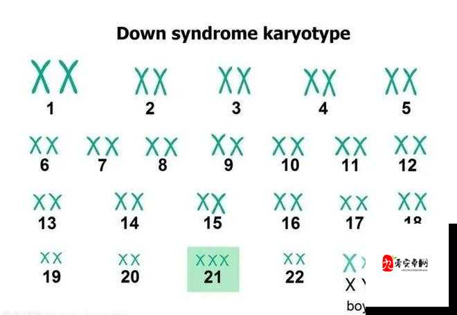 亚洲人与欧洲人染色体的 23 对染色体有何区别