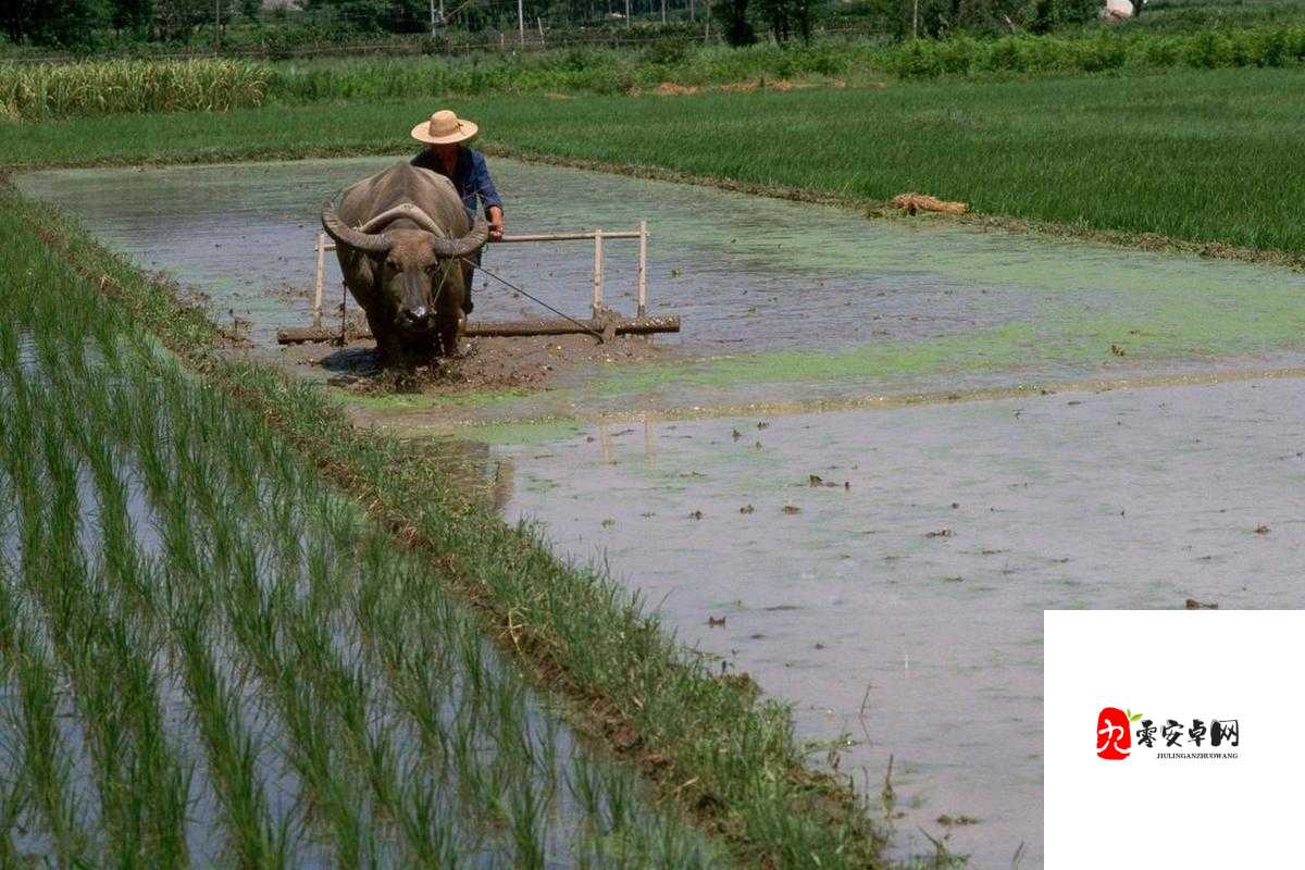 农村屌耕屄的真实生活与劳作场景揭秘