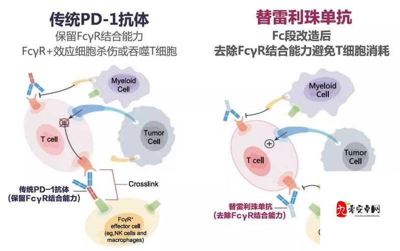 治疗效果显著：药效 1V2HPO 江漾 2 小时见奇效