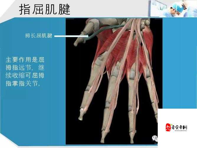 年经继拇是免费的吗：关于年经继拇的常见问题解答