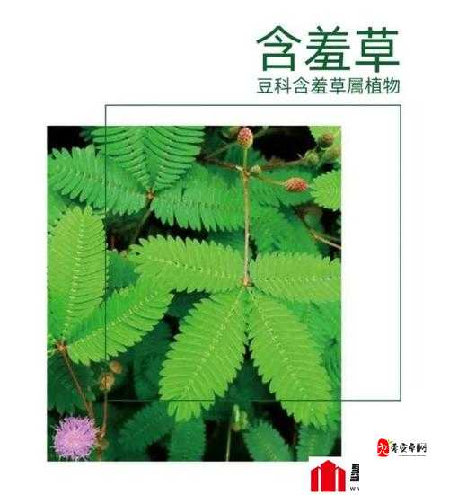 含羞草成年实验所：探索植物奥秘与科学创新的前沿阵地