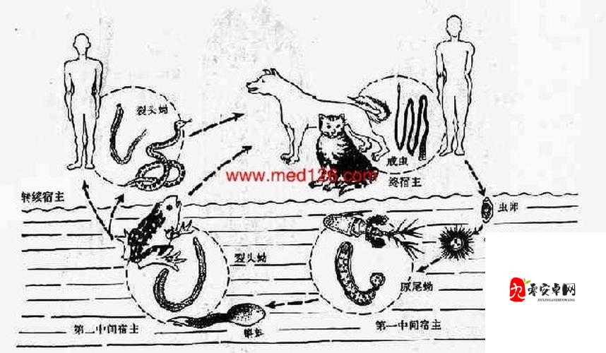 系统宿主被浇灌的推荐理由-提升能力和机遇的独特途径