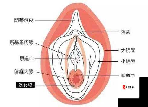 女性私处突出带有翅膀般奇特特征引发关注