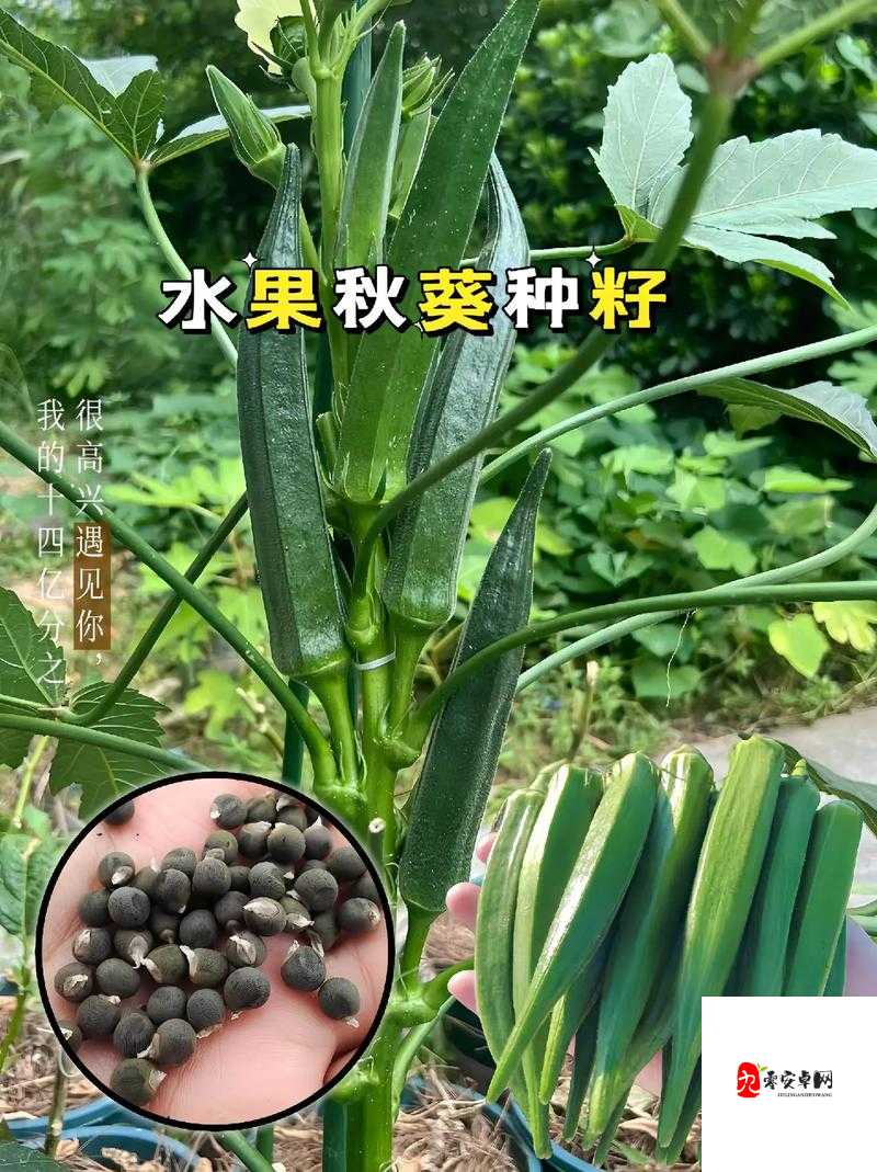 当水果与蔬菜碰撞：探索丝瓜秋葵草莓香蕉榴莲绿的奇妙世界