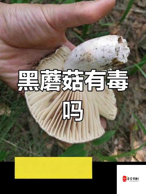 蘑菇黑料爆料事件视频：真相究竟如何