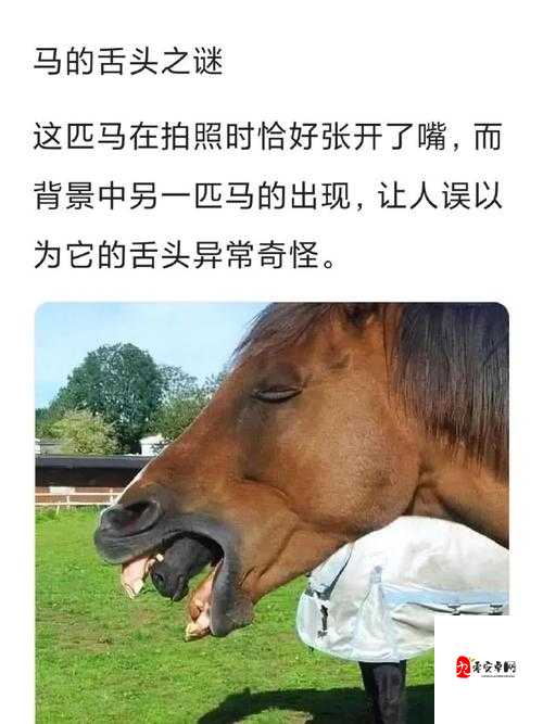 他的舌头：犹如魔法的魅力之源