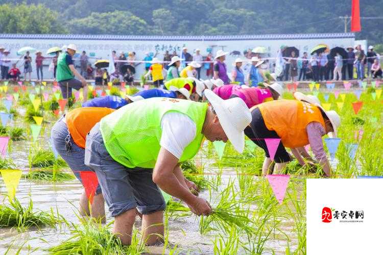 夫妻插秧 100 种方法：探索别样田园生活的艺术