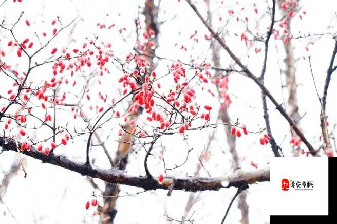 射雕手游山茱萸怎么获取？射雕手游山茱萸获取方法介绍