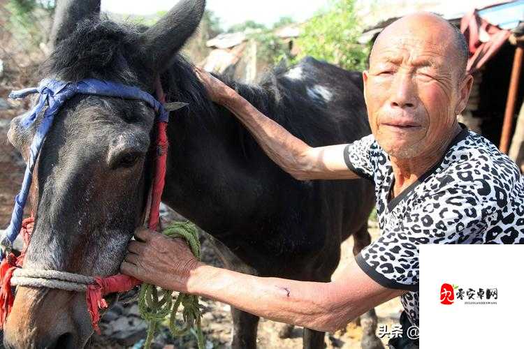 农村骡子配种是怎么回事？如何进行骡子配种？一文详解农村骡子配种全过程