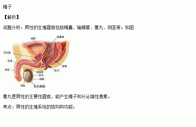 新鲜睾丸标本原件的研究与应用：医学教育与临床实践中的重要性探讨